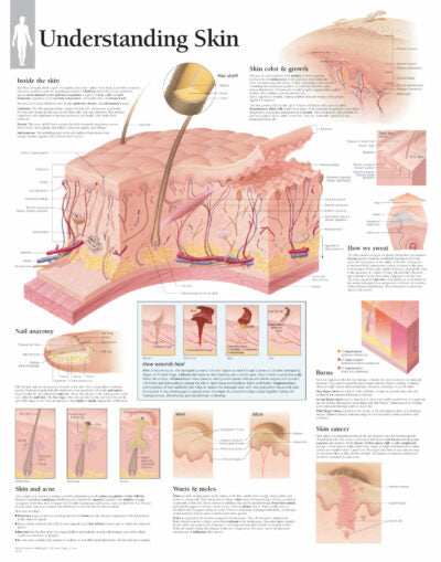 Understanding Skin 2500 1