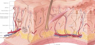 Understanding Skin 2500 3