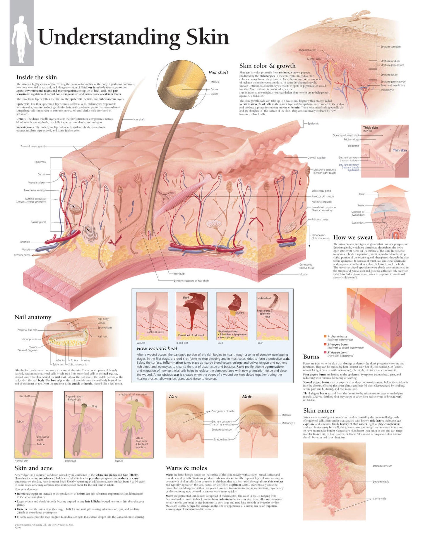 Understanding Skin 2500
