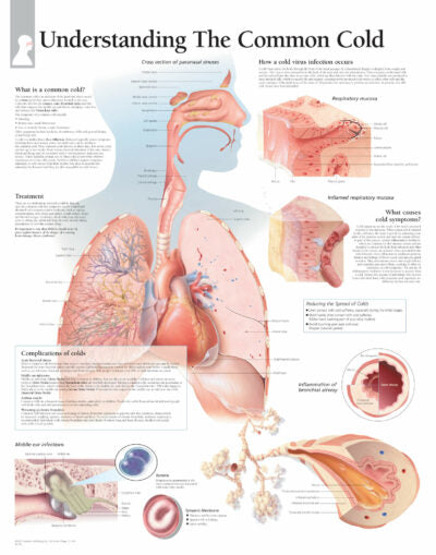Understanding the Common Cold 1354 1
