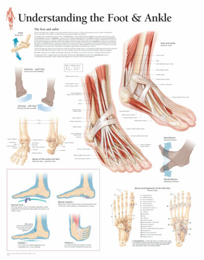 Understanding the Foot and Ankle 1004 1