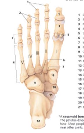 Understanding the Foot and Ankle 1004 2