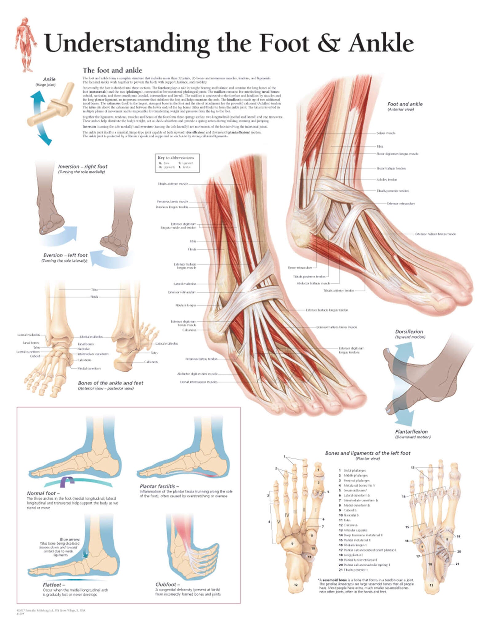 Understanding the Foot and Ankle 1004