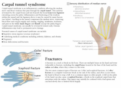 Understanding the Hand and Wrist 1005 2