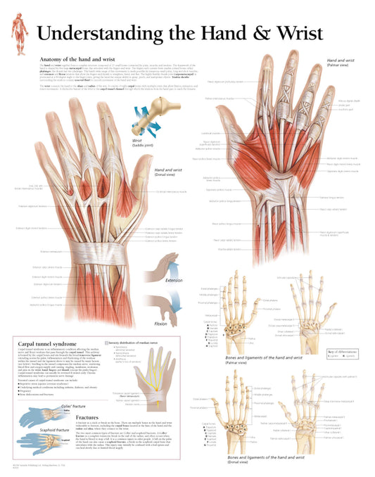 Understanding the Hand and Wrist 1005