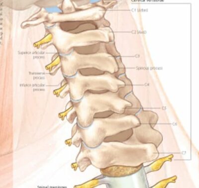 Understanding the Head and Neck 1007 3