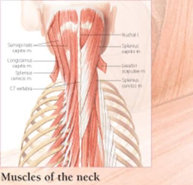Understanding the Head and Neck 1007 2