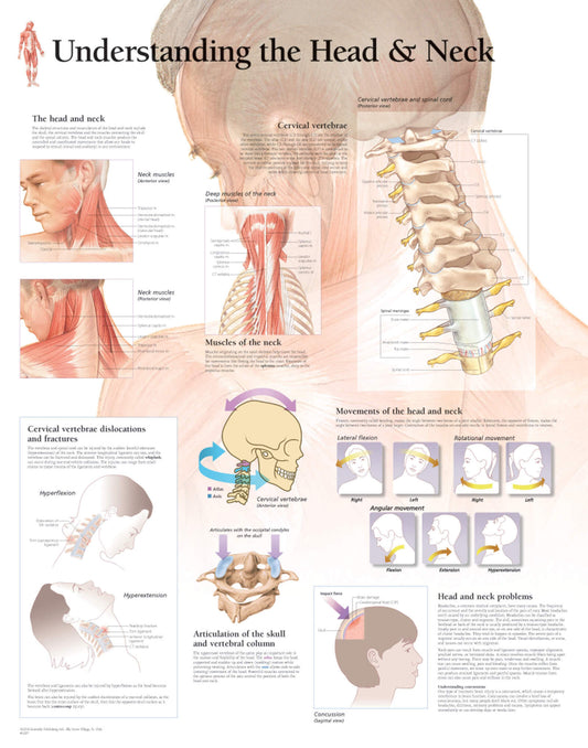 Understanding the Head and Neck 1007
