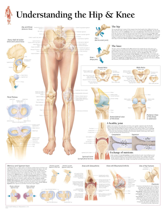 Understanding the Hip & Knee 1002