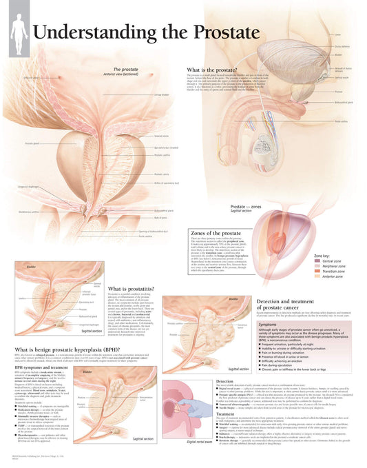 Understanding the Prostate 4500