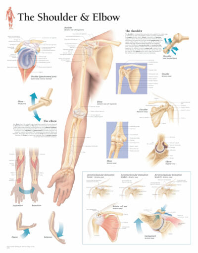 Understanding the Shoulder and Elbow 1003 1