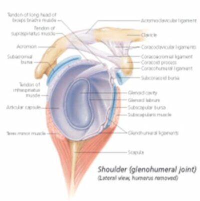 Understanding the Shoulder and Elbow 1003 3
