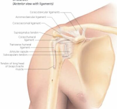 Understanding the Shoulder and Elbow 1003 2