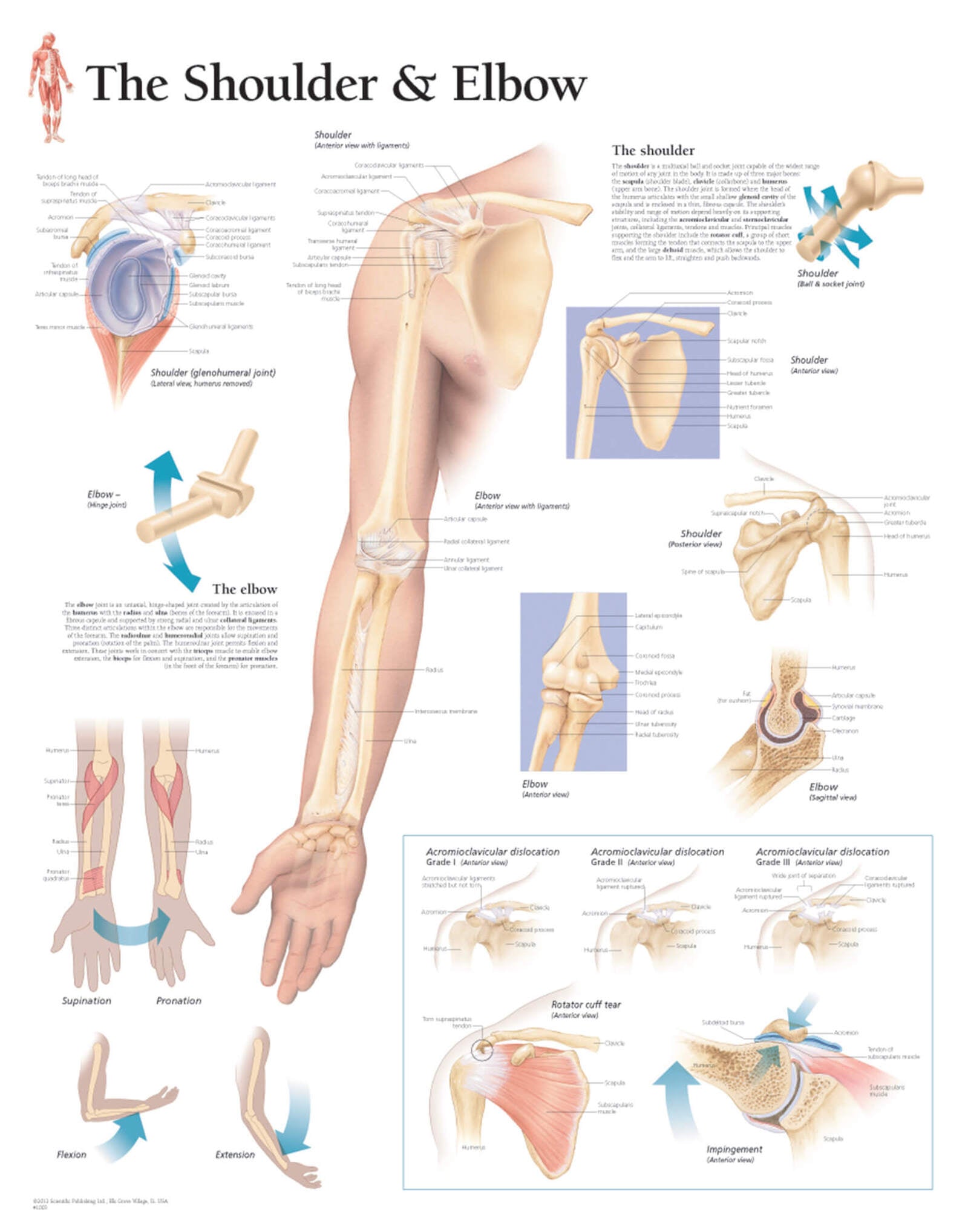 Understanding the Shoulder and Elbow 1003