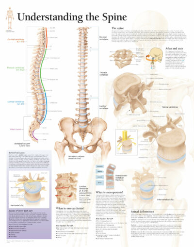Understanding the Spine 1051 1