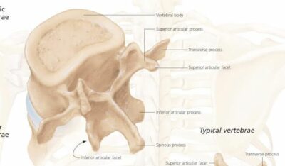 Understanding the Spine 1051 3
