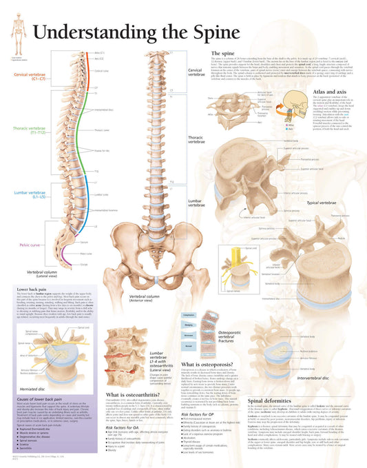 Understanding the Spine 1051