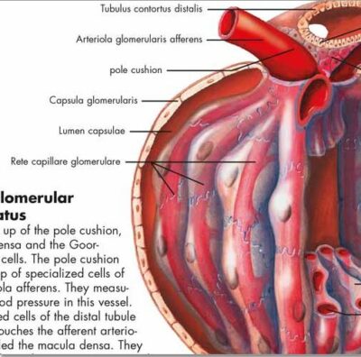 Urinary Tract – Anatomy and Physiology VR1514 2