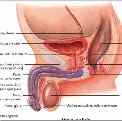 Urinary Tract – Anatomy and Physiology VR1514 1