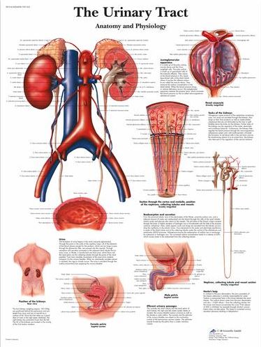 Urinary Tract – Anatomy and Physiology VR1514