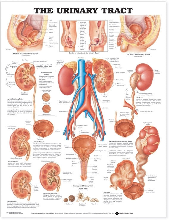 Urinary Tract Anatomical Chart 9796