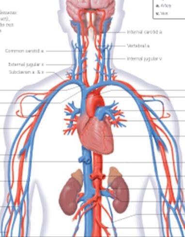 Vascular System 1600 3