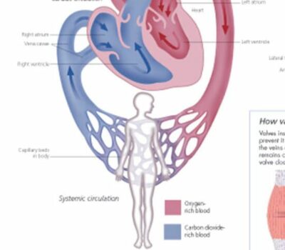 Vascular System 1600 2