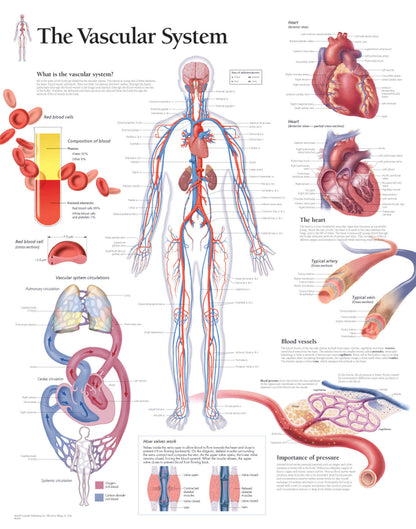 Vascular System 1600