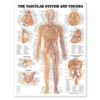 Vascular System and Viscera Anatomical Chart 8952 1