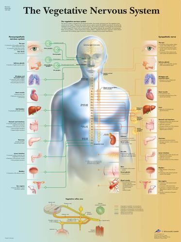 Vegetative Nervous System Chart VR1610