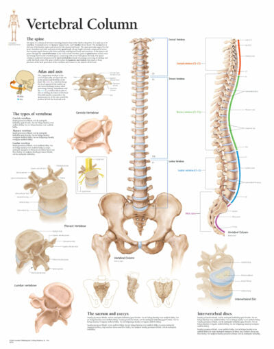 Vertebral Column 1001 1