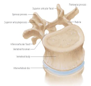Vertebral Column 1001 3