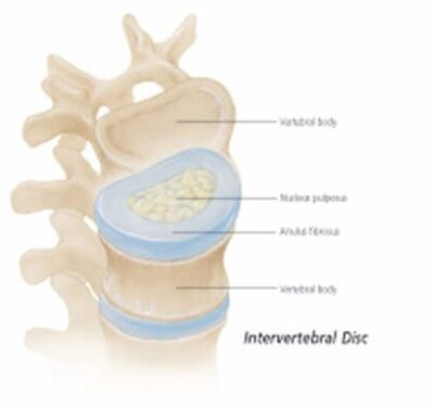Vertebral Column 1001 2
