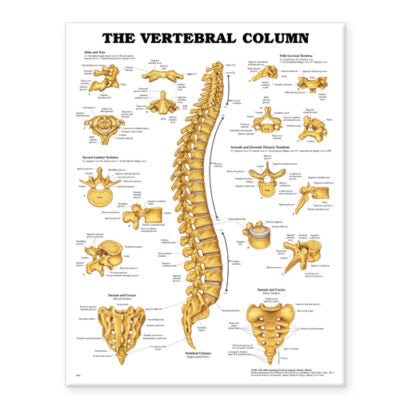 Vertebral Column Anatomical Chart 9850 1