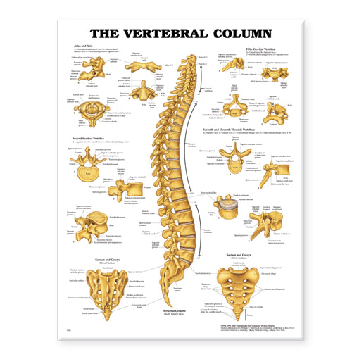 Vertebral Column Anatomical Chart 9850