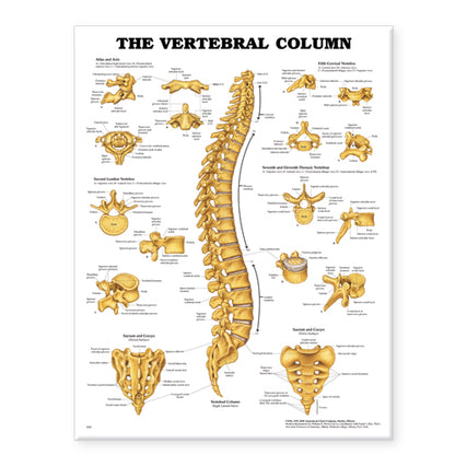 Vertebral Column Anatomical Chart 9850